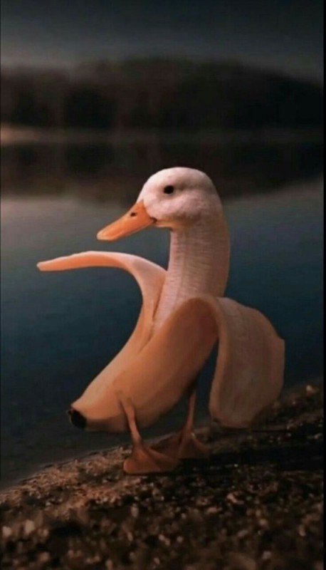 Create meme: duck banana, duck , banana duck