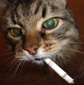 Создать мем: фото кошек с сигаретой, кошка, котик с сигаретой