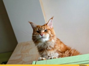 Create meme: the Maine Coon cat, the ginger Maine Coon