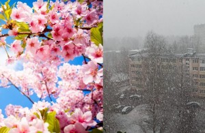 Create meme: Sakura bloom, spring day, spring Sakura
