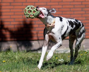 Create meme: American pit bull Terrier, Dalmatians in dvijenii, Modern Dog