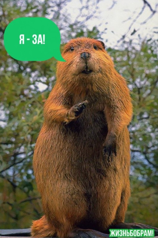 Create meme: beaver , common beaver, beaver 
