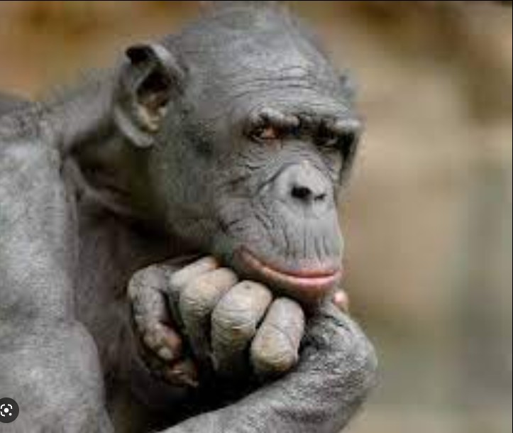 Создать мем: шимпанзе думает, умное лицо, смешные обезьяны