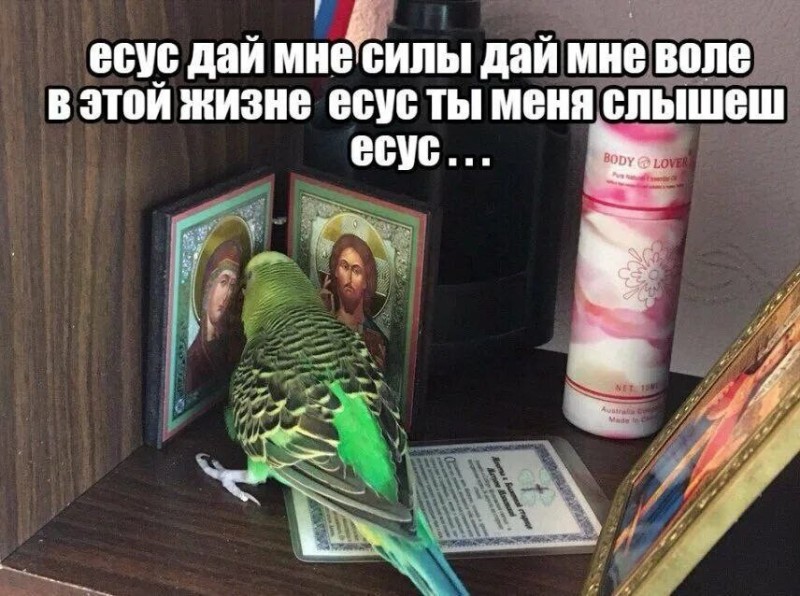 Create meme: yesus, yesus the parrot, budgie