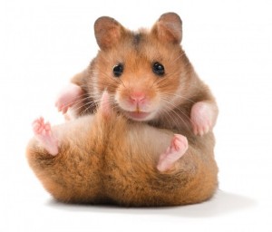 Create meme: hamster on white background, the Syrian hamster, hamster