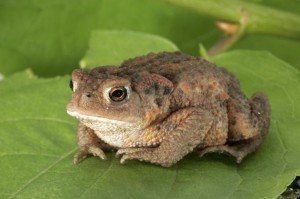Create meme: toads and frogs, toad, the warty toad photo