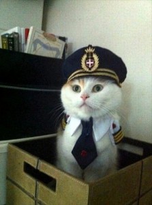 Create meme: cat, cat, captain