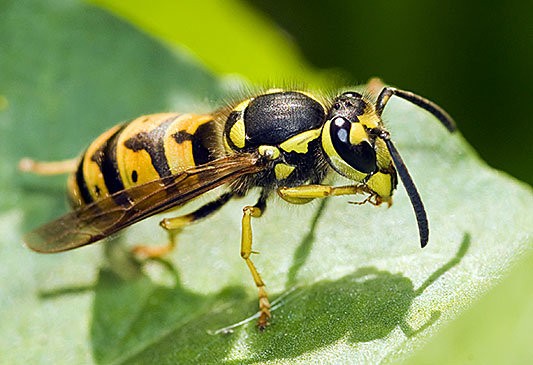 Create meme: wasp and, wasp venom, the common wasp