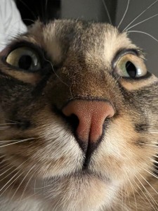 Create meme: cat funny, cat muzzle, funny cats