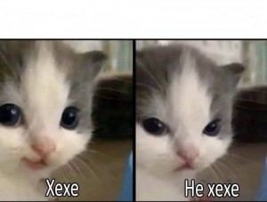 Create meme: kitties, blue-eyed cat, cat