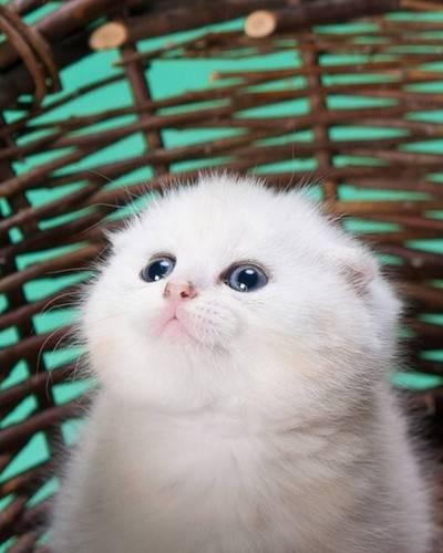 Create meme: Scottish fold cat, Scottish fold , kittens are small and white