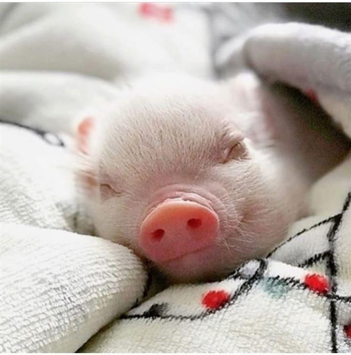 Create meme: the piglets are cute, little piggy, cute pigs