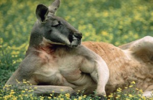 Создать мем: австралийская, kangaroo, шаблон кенгуру