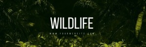 Create meme: fashion logos, nature green, wildlife