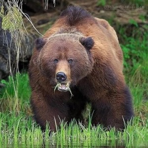 Create meme: grizzly bear, brown bear in the woods, bear bear