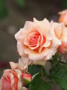 Create meme: rose floribunda, pink roses