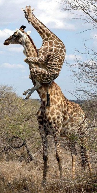 Create meme: giraffe 