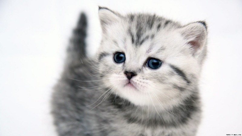 Create meme: seals , very beautiful kittens, cute kittens 