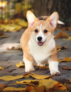 Create meme: Welsh Corgi dog, puppies Welsh Corgi, Welsh Corgi