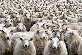 Create meme: a flock of sheep, sheep herd, a crowd of sheep