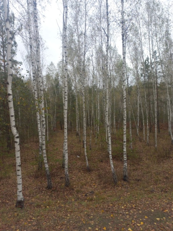 Create meme: birch forest, birch grove, birch grove Kamensk Uralsky, birch grove Novokuznetsk