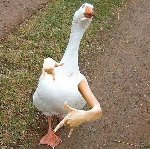 Create meme: goose meme, goose funny, goose