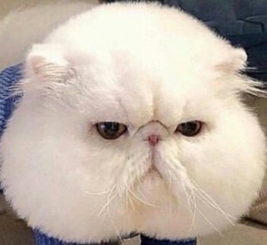 Создать мем: коты персы экзоты, белый персидский кот, персидский кот