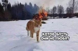 Создать мем: рыжий кот зимой, scheisse кот, кот горит