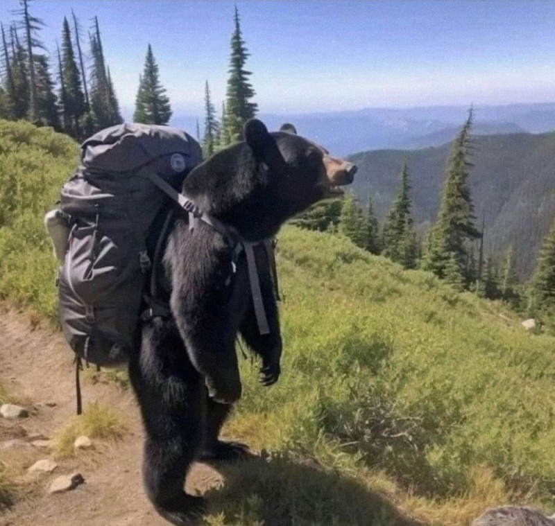 Create meme: taiga bear, bears in Canada, grizzly bear 