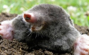 Create meme: mole