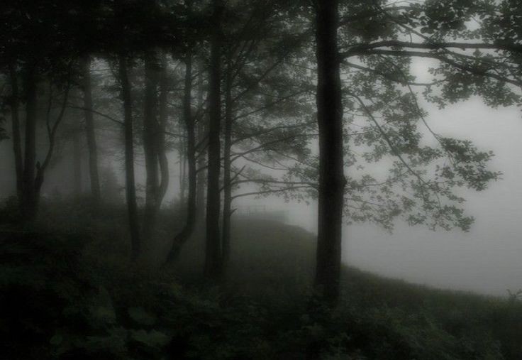 Создать мем: темный туманный лес, утренний туман в лесу, туман в лесу