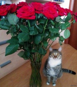 Create meme: Cat and flowers