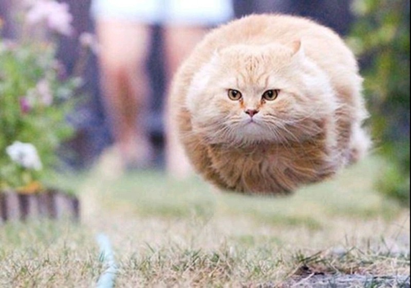 Create meme: flying cat, flying cat , cat 