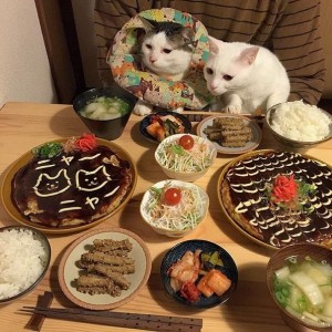 Create meme: the cat eats at the table, cats with food, Food