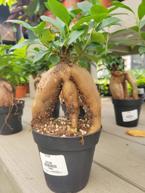 Create meme: ficus microcarpa ginseng, Ficus ginseng, ficus microcarpa