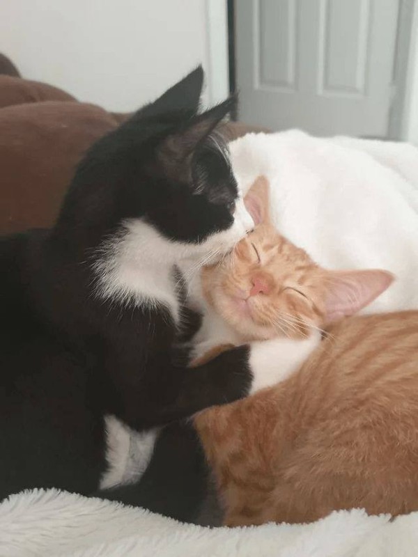 Create meme: a cat in love, cats in love, cats hugging