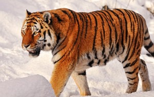 Create meme: the center of the Amur tiger, Siberian tiger, tiger