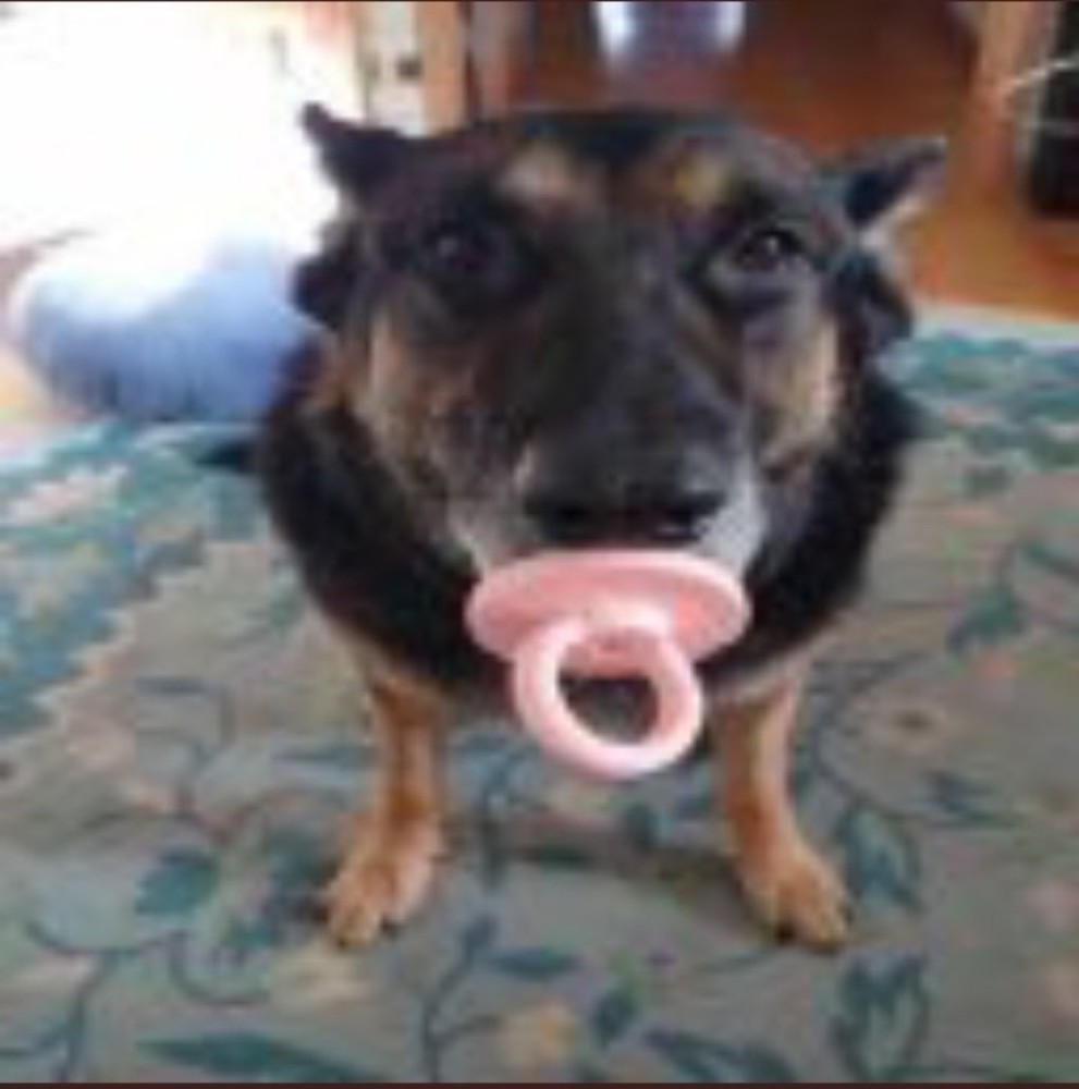 Create meme: dog with a pacifier meme, The dog sucks the pacifier, dog with a pacifier