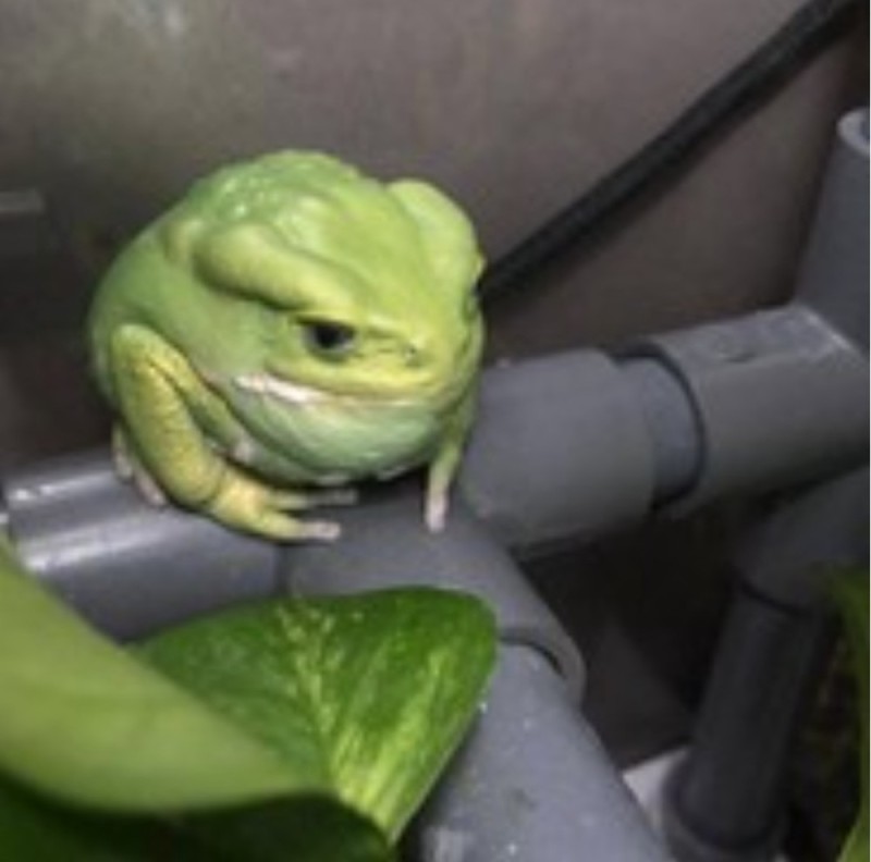 Create meme: toad , vital's truboeb frog, truboeb vitaly
