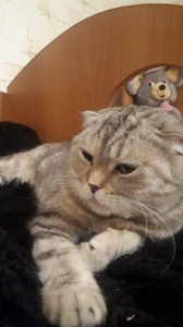 Create meme: Scottish, lop-eared, Scottish fold cat