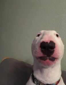 Create meme: dog, the dog bull Terrier