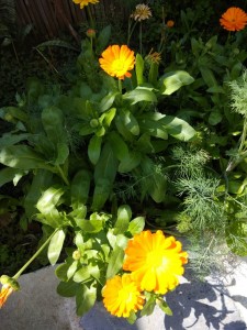 Create meme: marigolds and calendula on the windowsill, calendula freckles photos, marigold calendula