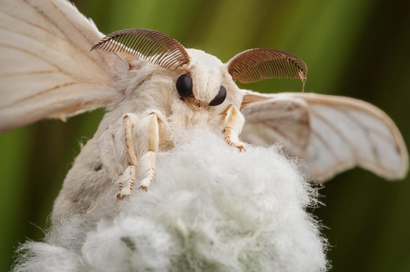 Create meme: venezuelan poodle moth silkworm, mulberry silkworm butterfly, silkworm butterfly