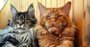 Create meme: cat Maine Coon, cat breed Maine Coon