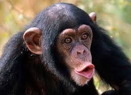 Create meme: chimpanzee photo funny, chimpanzees, funny chimpanzee