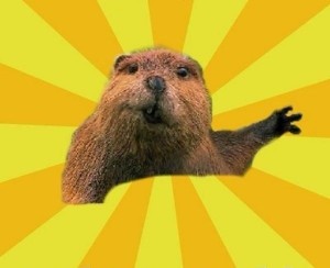 Create meme: beaver meme, beaver