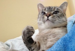 Create meme: cat, most popular cat, nala cat