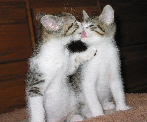 Create meme: cats hug and kiss, kissing cat, kiss kitty