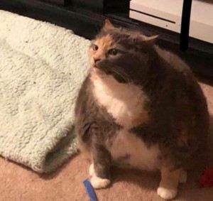 Create meme: cute cats funny, a very fat cat, fat cat