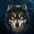 Create meme: wolf, big wolf, the wolf is beautiful